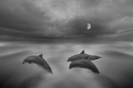 Dolphins - moon, black and white, magic night, dolphins