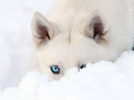 Playful eyes - cub, puppy, animals, winter, wallpaper, funny, nature, white, playful, snow, husky, dogs, sweet, cute