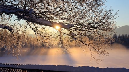 sunrise in winter - winter, rail, sunrise, terrace, tree