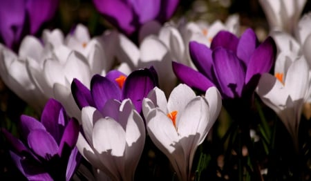 Crocus Flowers! - white, purple, flowers, nature, crocus