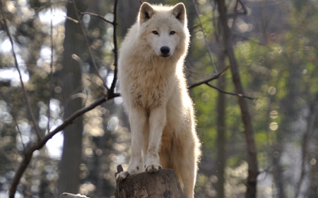 WOLF - ANIMAL, WHITE, WOLF, AMAZING