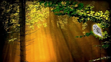 Spotted Owl Morning Light - sunlight, bird, trees, gold, morning, forest, light, sunrays, dawn, owl