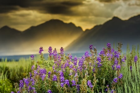 Spring Flowers - sky, hills, sunset, mountains, spring, nature, spring time, clouds, splendor, flowers, sunrise