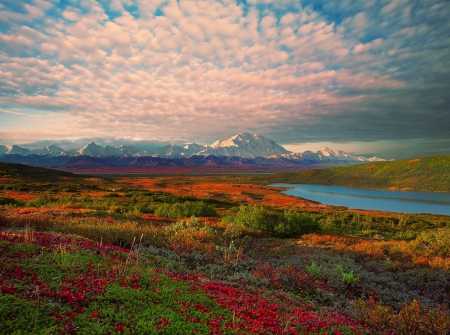 Denali National Park, Alaska - flowers, clouds, river, snowy peaks, field, sky