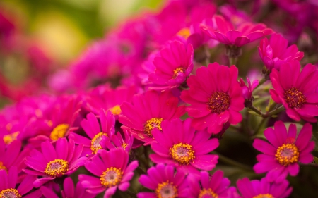 Lovely Pink Flowers! - flowers, lovely, pink, nature