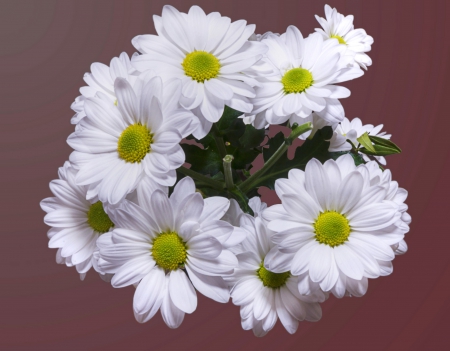 Lovely White Flowers! - white, nature, flowers, lovely