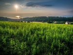 green fields at sunset