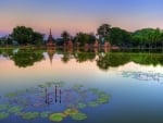 water lilies on a lake at a temple in thailand