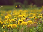 dandelion field