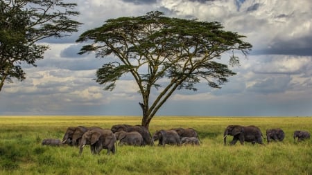 a herd of elephants on the savanna hdr - clouds, herd, savanna, hdr, eleohants, tree