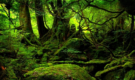 At The Deepest Forest - trees, green, moss, forest, rainforest, darkness