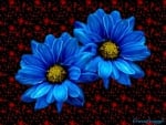 BLUE DAISIES