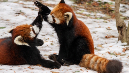 Red panda - red, animal, bear, panda