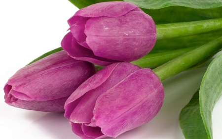 Tulips - nature, tulips, purple, flowers