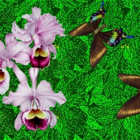 ORCHIDS AND BUTTERFLIES