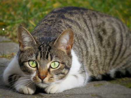 Cat - sleeping, cat face, hat, cat, kitty, animals, lovely, kitten, paws, face, pretty, cats, beautiful, cute