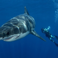 Great White.