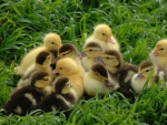 Spring ducklings