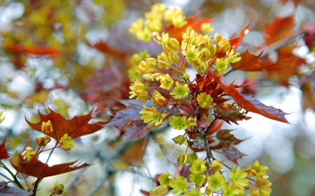 Spring - autumn, yellow, red, branch, orange, flower, spring