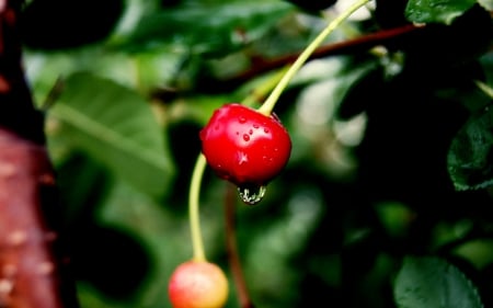 Cherry - summer, cherry, water drop, spring, dew, red, green, macro, fruit