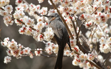 Bird in a cherry tree - white, flower, cherry blossom, bird, spring, branch