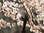 Bird in a cherry tree