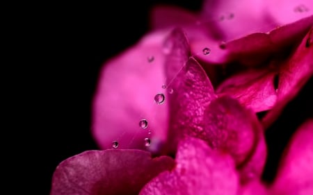 Pink - flower, petals, pink, water drops, macro