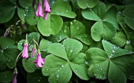 Clover - water drops, green, spring, wet, leaf, flower, pink, clover