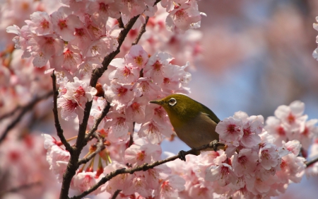 Spring - flower, cherry blossom, bird, pink, spring, branch