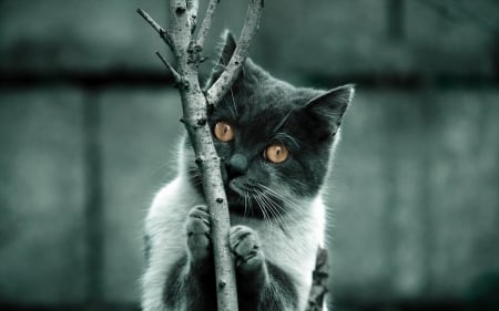 Cat - white, animal, black, cat, yellow eyes, branch, blue