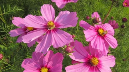 Cosmos flowers - bee, pink, cosmos flowers, beautiful