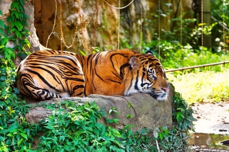 Relaxation time - relaxation, tiger, time, rocks