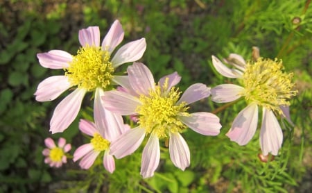 Lovely flower - pretty, lovely, flower, beautiful