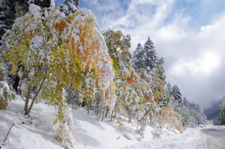 After Snowfall - trees, forest, landscape, clouds, snow