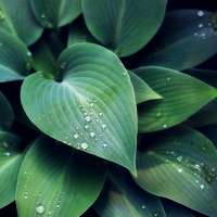 Hosta leaves