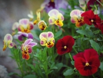 spring pansies