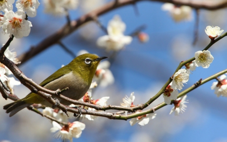 Spring - white, flower, cherry blossom, bird, spring, branch, blue