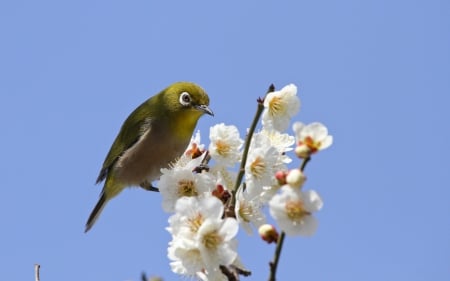 Spring - white, sky, flower, cherry blossom, bird, spring, branch, blue