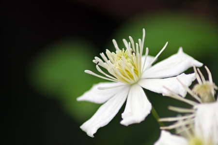 Clematis flower - macro, Clematis, white, flower