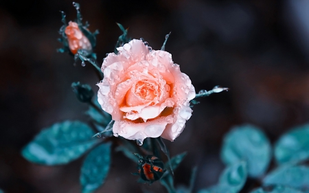 Pink rose - pink, water drops, blue, leaf, dew, rose, flower