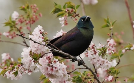 Bird - flower, cherry blossom, bird, pink, black, spring, branch