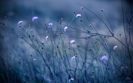 Night Flowers - flower, lily, night, light