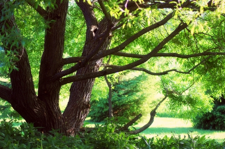 under the willow tree - green, tree, forest, willow