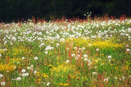 summerfield - flowers, colorful, flowerfield, summer, field