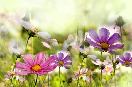 Spring flowers - freshness, delicate, meadow, field, lovely, spring, pretty, beautiful, flowers, grass