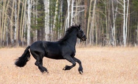 Beautiful and Free - field, trees, horse, woods