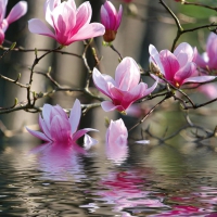 Magnolia reflection