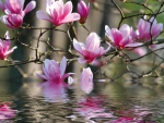 Magnolia reflection