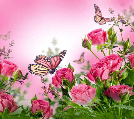 Butterflies - nature, beautiful, butterflies, pink roses