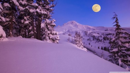 Mount Hood - winter, evening, landscape, scene, HD, forest, tree, dawn, Oregon, nature, pine, mountains, wallpaper